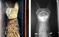 고양이 미라 발견…다락방서 2000년 동안 보존돼