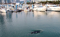 부산 밍크 고래 발견···어미 잃고 헤매다 사라져