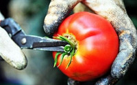 농식품부 “동부팜화옹, 농식품 수출단지 지원 문제없다”