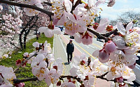[포토]꽃망울 터뜨린 홍매화