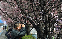 [포토]홍매화가 신기한 외국인