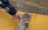 '참기 힘든 고문' 냥이 앞에 생선을..."불쌍하지만 귀엽네~"