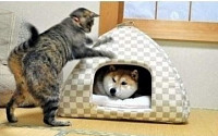 집 욕심 없는 개, 네티즌 폭소 &quot;고양이의 승리인가? 개의 승리인가?&quot;