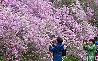 [포토]진달래 동산