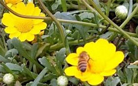 서울시, 상암 월드컵공원 양봉장 꿀벌 2만마리 입양