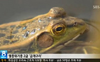 금개구리 발견, 멸종위기 종의 보존대책 시급