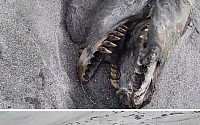 선사시대 바다 괴물 발견… 결정적인 증거는?