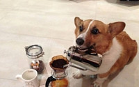 바리스타 강아지, 진정한 개드립이란 바로 이것?