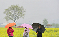 [포토]유채꽃밭 속 우산행렬