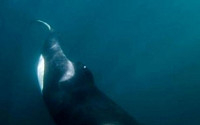지느러미 없는 고래가 사는법 &quot;동료들이 생존 도와&quot;