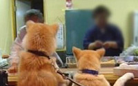 강아지 형제의 주문, 아찔한 뒤태에 웃음 폭발