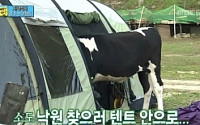 김성주 텐트 젖소 난입, 대폭소 유발…&quot;하이디, 이건 아니지~&quot;
