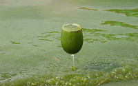 낙동강 녹조현상 ‘녹조라떼’ 심각…“4대강 보 해체하라”
