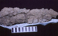 티라노 배설물 화석, “응가도 엄청 크네?”