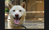 민속촌 개 이름 ‘풍월이’로…“개새×라고 이름 보낸 사람들…”