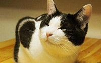 똑같은 고양이 케이크 "좋아서 웃고 있는 거냥~"