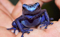 맹독 파란 개구리 인공번식 성공…&quot;사람 10명 단번에 죽일 수 있어&quot;