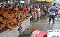 중국 개고기 축제 논란…축제 기간 동안 개 10만 마리 도살 '충격'