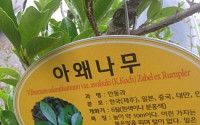 부르면 짜증내는 나무 "아 왜!"…카리스마 넘치는 이름