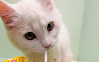 고양이 먹는 우유…빨대 꽂아 우유 원샷?
