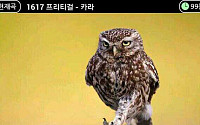'프리티 부엉이' 등장에 네티즌 폭소, "어디서나 당당하게 걷기"