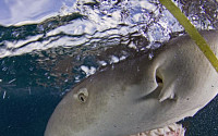 카메라 향해 웃는 상어…보호장구 하나 없이 코앞에서 상어 찍는 비결은?