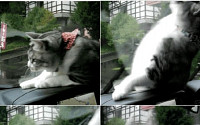 와이퍼와 싸우는 고양이, “와이퍼 발로 잡으려다...”