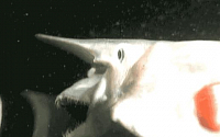 공포의 상어 ‘고블린 상어’ 화제...살아있는 화석?