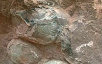 공룡알 화석 충남 부여서 발견...중생대 백악기 것으로 추정