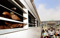 [포토]국회 앞 화물 트럭안에 갇힌 소 한마리