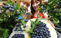 ［유통업계 ‘베리’ 열풍］Berry Very Good!