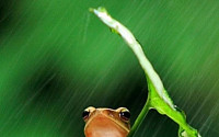 우산 쓴 개구리...&quot;이 비가 언제 그치려나~ 할아버지 표정 대박&quot;