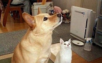 '분노한 고양이' 2탄..."개에게 밀린 냥이, 그래도 그렇지..."