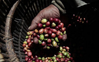 인니 올해 커피 생산, 전년비 19% 감소 전망