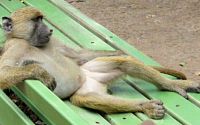 휴식 중인 개코원숭이 “완전 사람 같아”