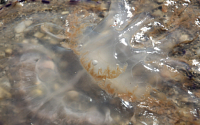 제주 독성 해파리 출현에 60여명 쏘여…물놀이 통제
