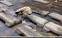 혼자 노는 천재 개, "공 떠내려가는 '느낌 아니까'"