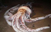 9m 대왕 오징어 발견, 세상에 이런 일이