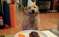 생일 파티가 고마운 개, '케익 보다는 고기 덩어리'...개는 '흐뭇'