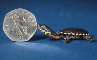 '동전보다 작은 거북이'  실제 살펴봤더니....'헉'