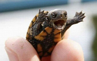 '동전보다 작은 거북이' 로티 아일랜드 뱀목 거북은 어떤 종? &quot;전 세계 250마리가 전부&quot;