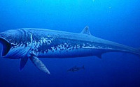 15m ‘진격의 물고기’, 지구 역사상 가장 큰 물고기