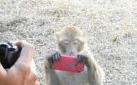사람 찍는 원숭이 "정확한 각도 촬영…어떻게 알았지?"
