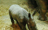 인형 같은 아기 코뿔소, 24년만에 태어난 '희귀종'