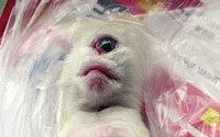 [포토]외눈박이에 코 없는 고양이 "안타까워"