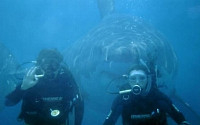 수영 중 최악의 만남 4탄, 거대한 상어가 뒤에 '정말일까'
