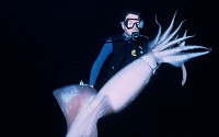 희귀 심해 오징어 ‘홈볼트 오징어’ 화제…1.5m 크기에 포악한 성격“