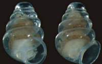 희귀 투명 달팽이 “속 비치는 투명 몸체…움직임도 없다”