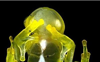 희귀 투명 달팽이 이어 '투명 개구리'도 발견…&quot;젤리같아~&quot;