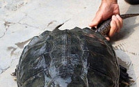 500살 거북이 발견 미스테리 “명나라 때 인디언에게 받아왔다?”
